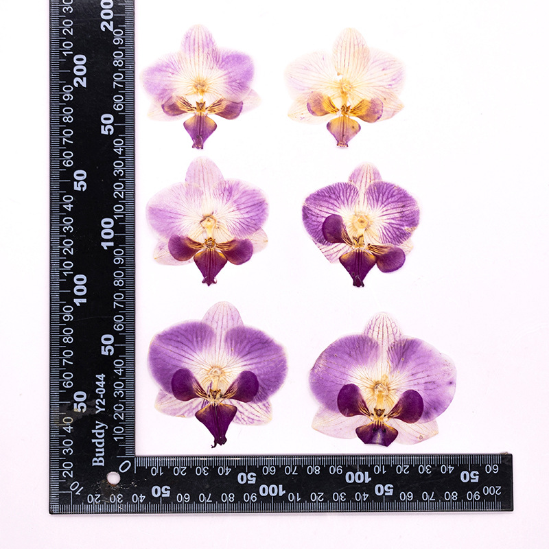 Dried Flower Bulk - 4 Stück Gepresste Getrocknete Phalaenopsis-Orchideenblütenköpfe und