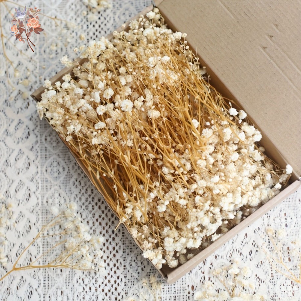Dried Flower Bulk - 100 Stück Mini Getrocknete Schleierkraut-Blumen für