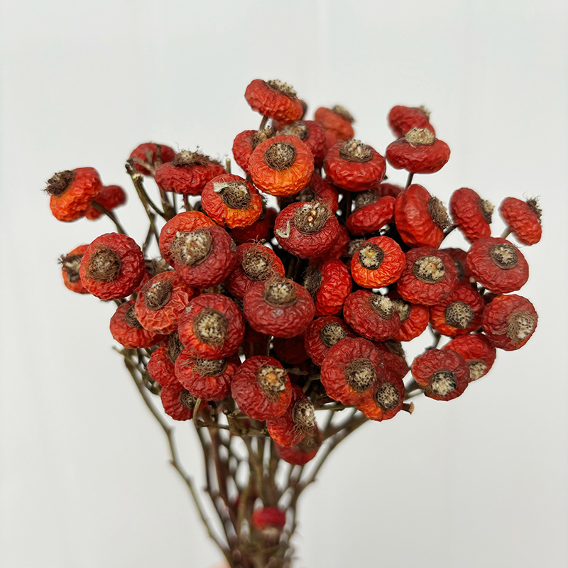 10 Stück/Bündel Getrocknete Ha – Dried Flower Bulk Bewertung und Preis