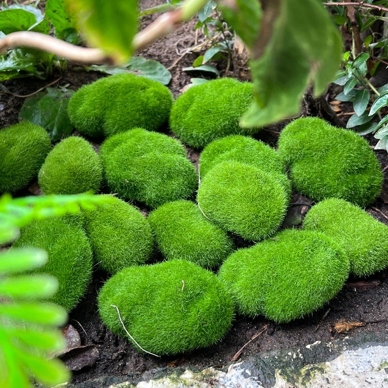 5/30 Stück Simulierte Moosstei – Terrarium Moss Art Bewertung und Preis