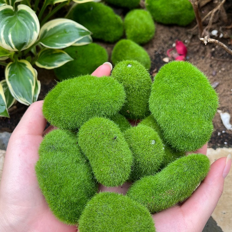 5/30 Stück Simulierte Moosstei – Terrarium Moss Art Bewertung und Preis