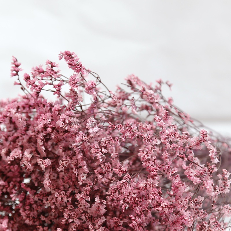 Natürliche Frische Getrocknete – Dried Flower Bulk Bewertung und Preis