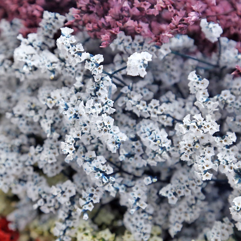 Natürliche Frische Getrocknete – Dried Flower Bulk Bewertung und Preis