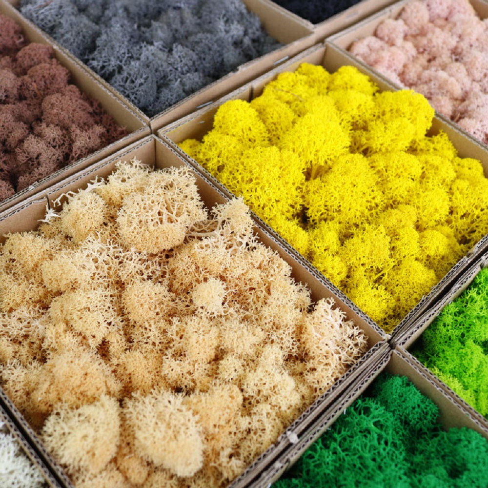100/200/500g Ewiges Moos DIY B – Terrarium Moss Art Bewertung und Preis