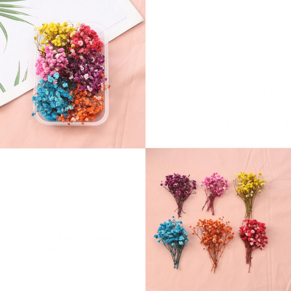 Natürliche Blumen DIY getrockn – Dried Flower Bulk Bewertung und Preis