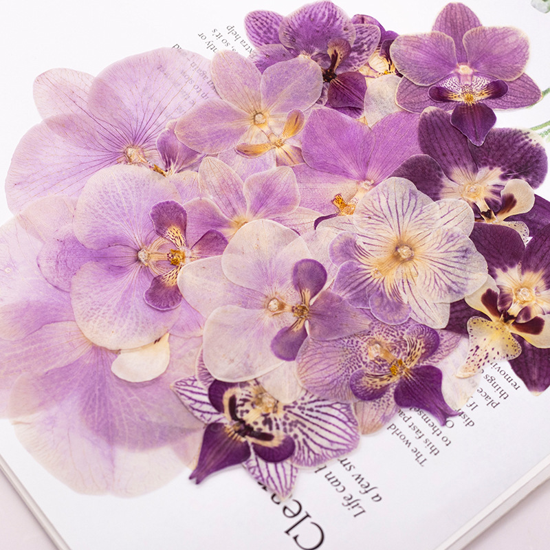 4 Stück Gepresste Getrocknete  – Dried Flower Bulk Bewertung und Preis