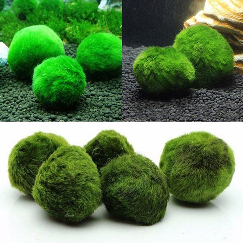Marimo Moos Kugeln Live Aquari – Terrarium Moss Art Bewertung und Preis