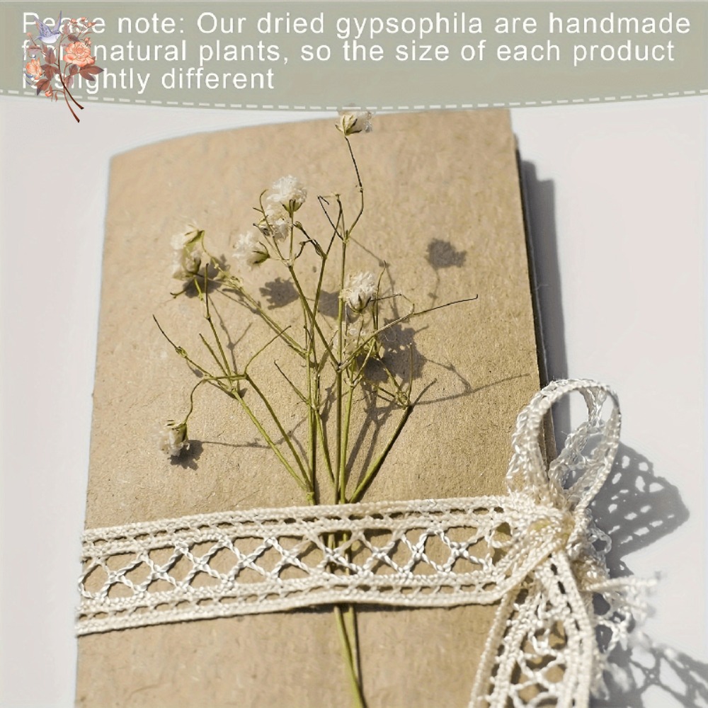 100 Stück Mini Getrocknete Sch – Dried Flower Bulk Bewertung und Preis